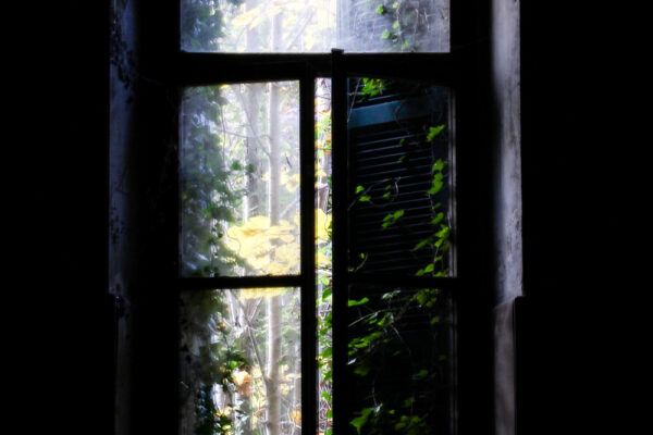 manicomio di Mombello finestra con edera